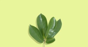 beneficios hoja de guanabana